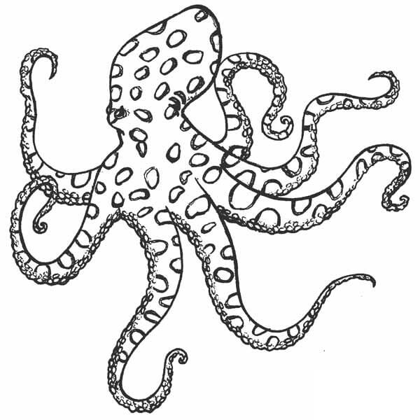 Pulpo Normal