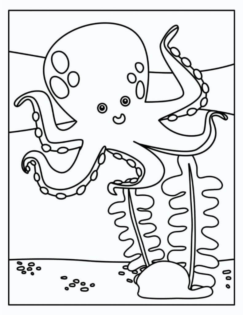 Pulpo y Coral