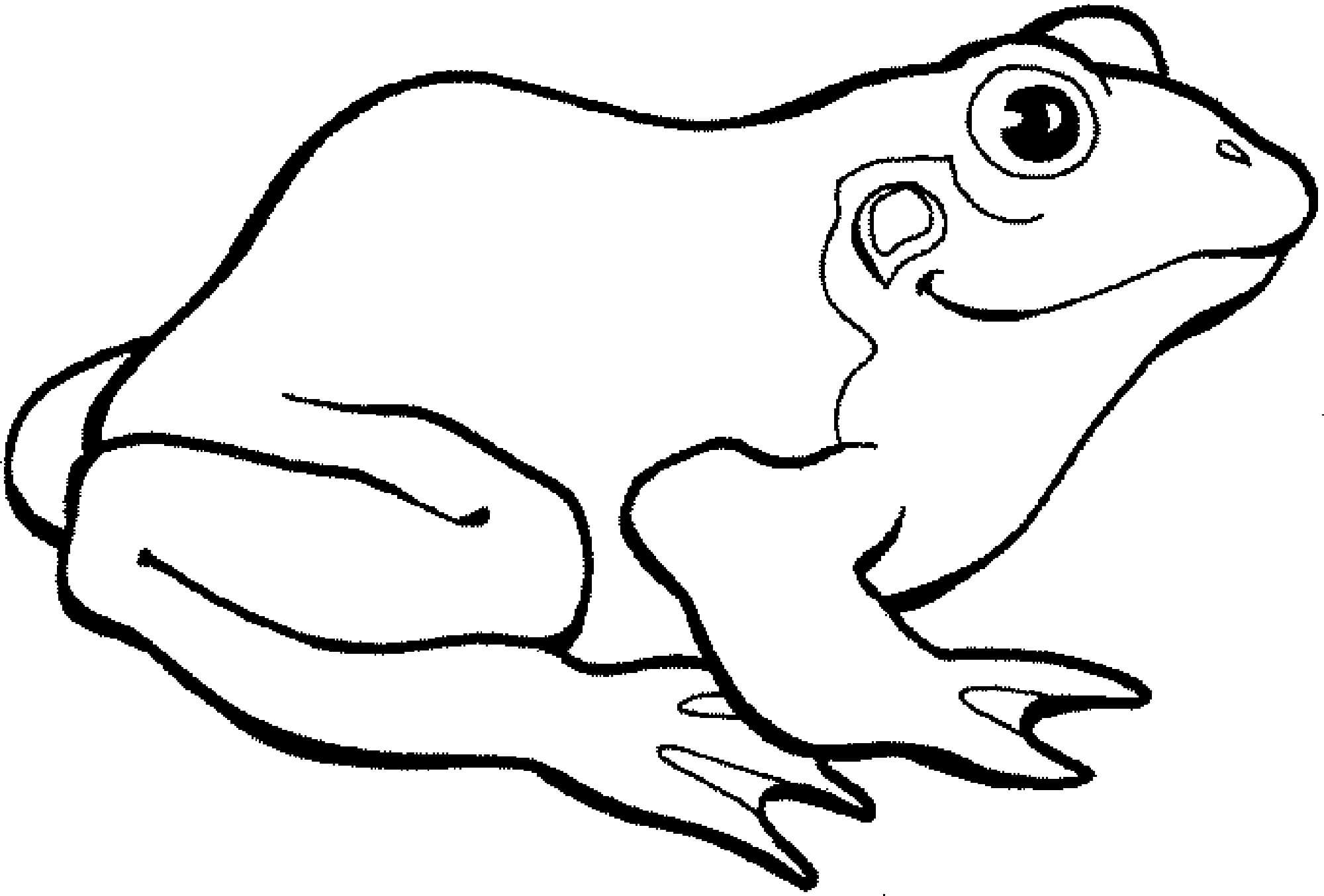 Rana de Dibujo Básico