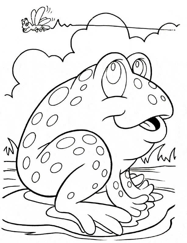 Rana e Insecto