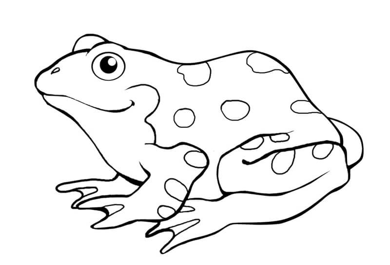 Rana Sencilla
