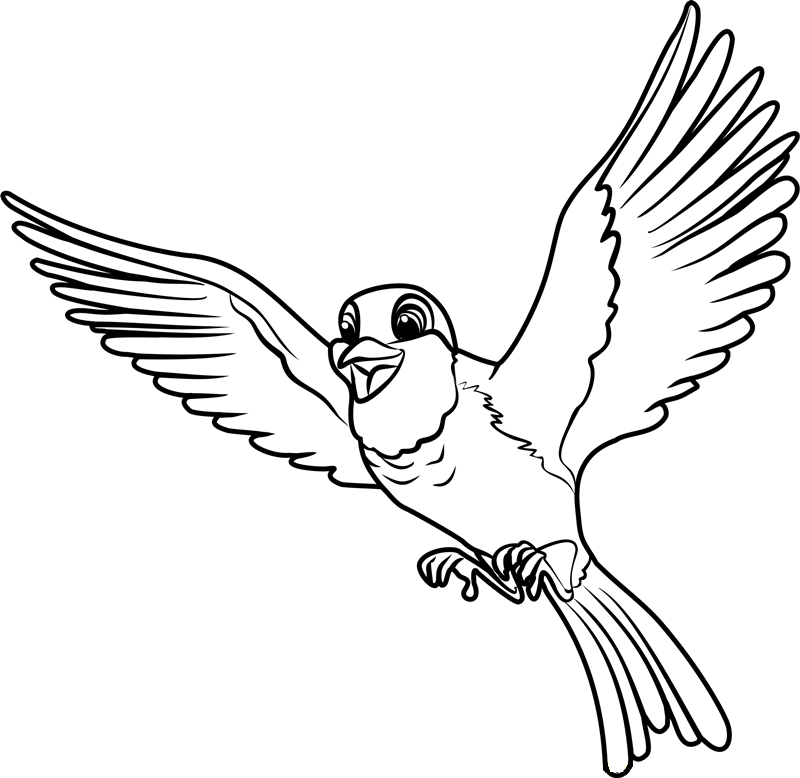 Robin Volando