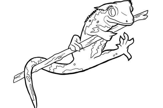 Salamandra
