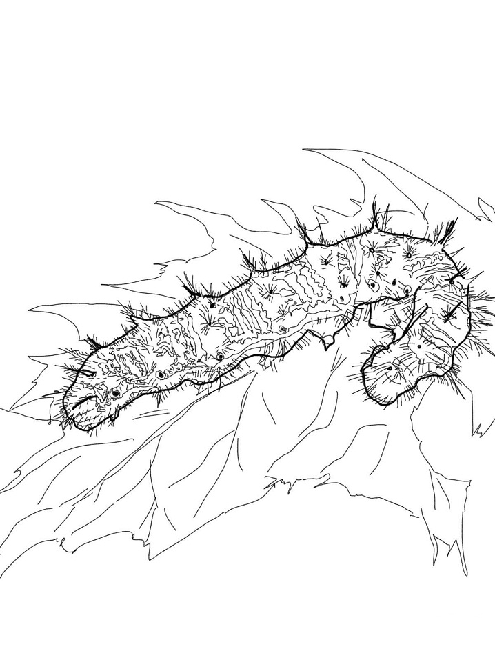 Señora Caterpillar