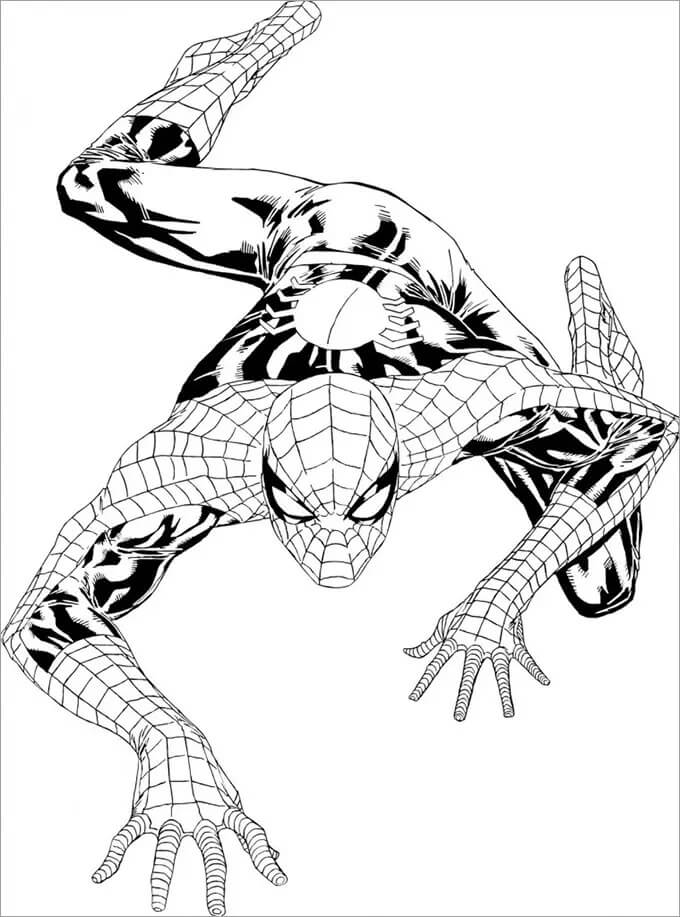 Simpático Hombre Araña Escalada