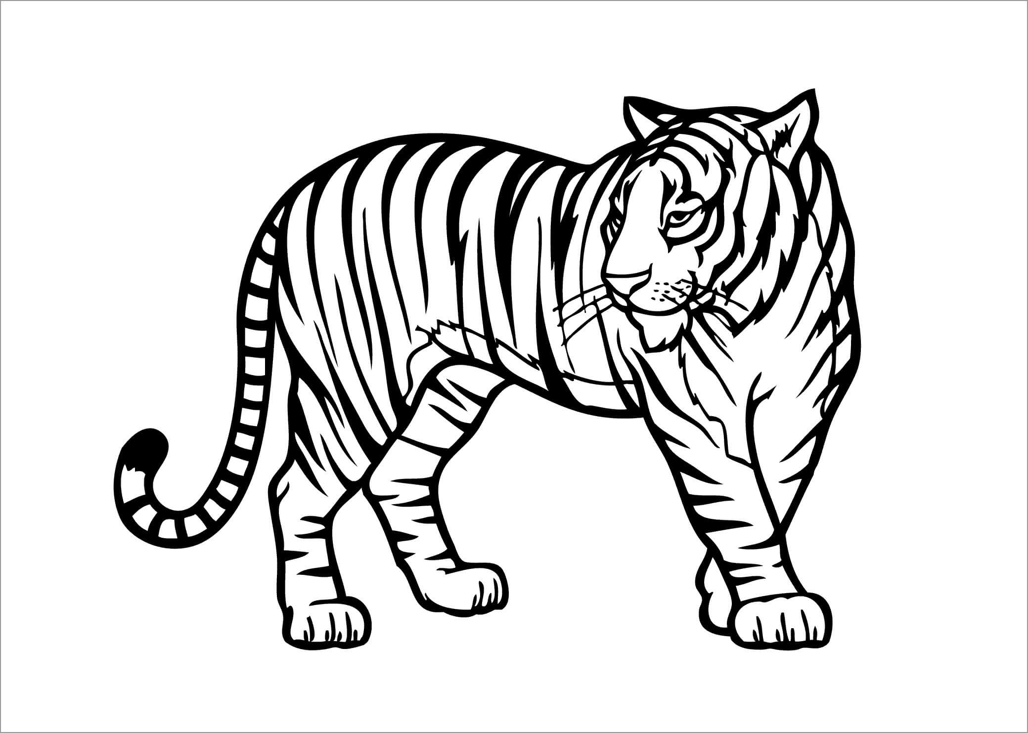Tigre Básico