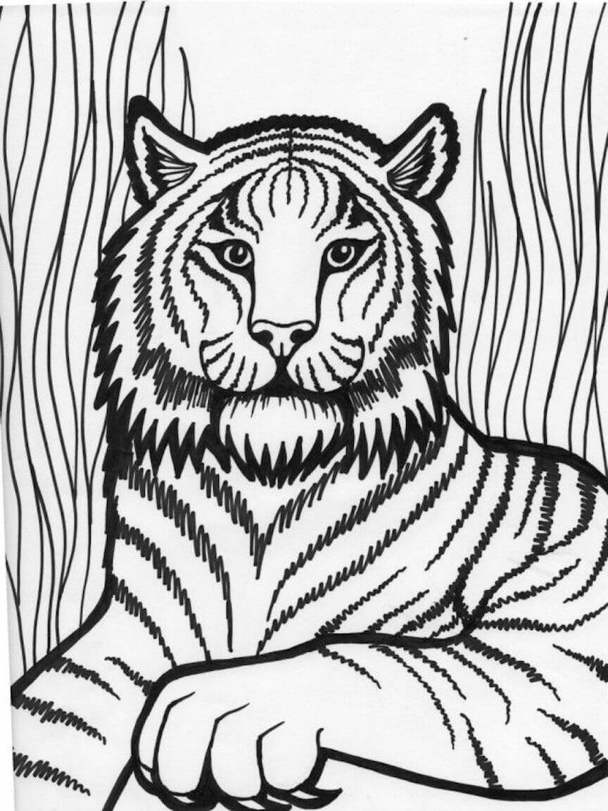 Tigre Imprimible
