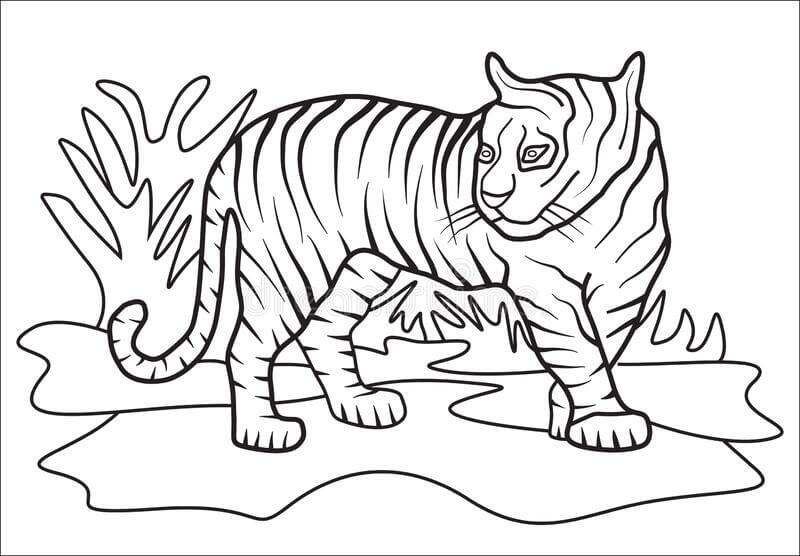 Tigre