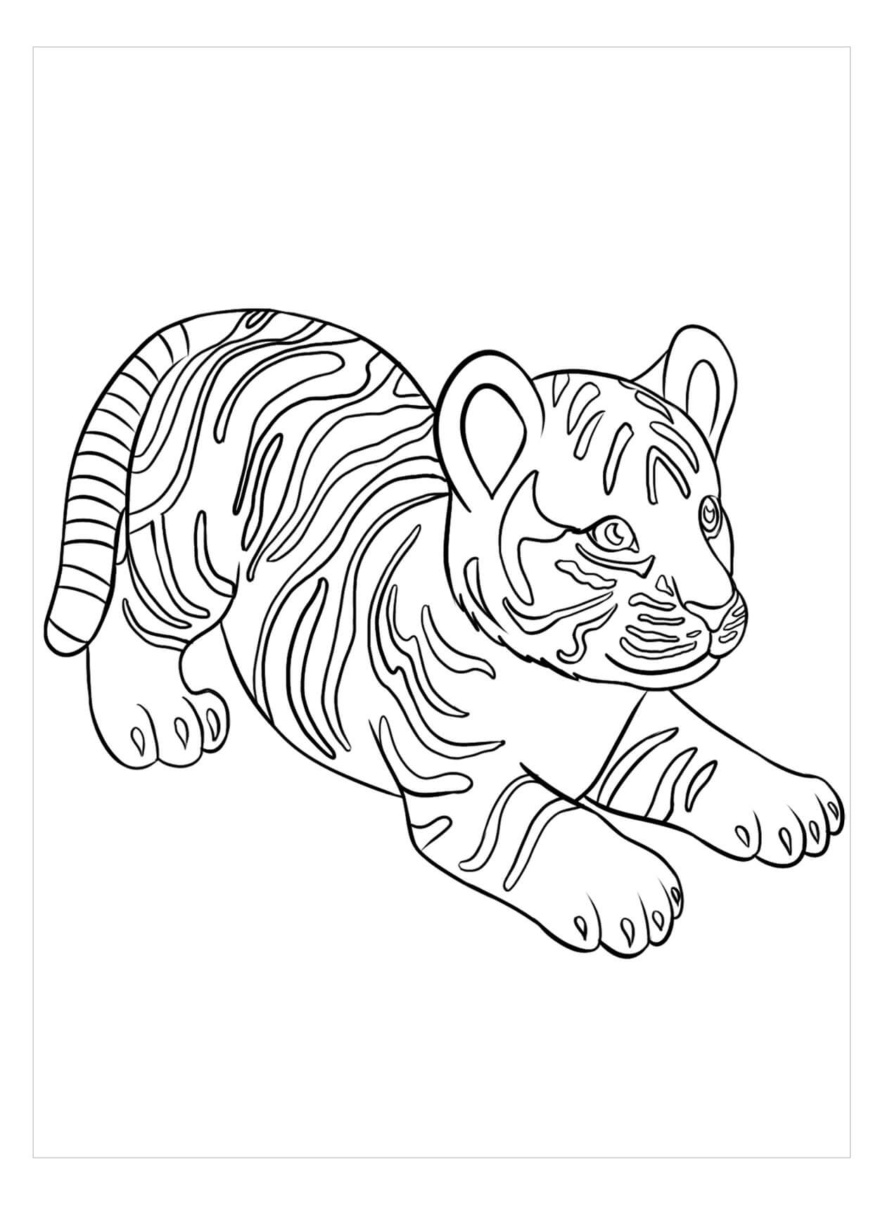 Tigre Perfecto