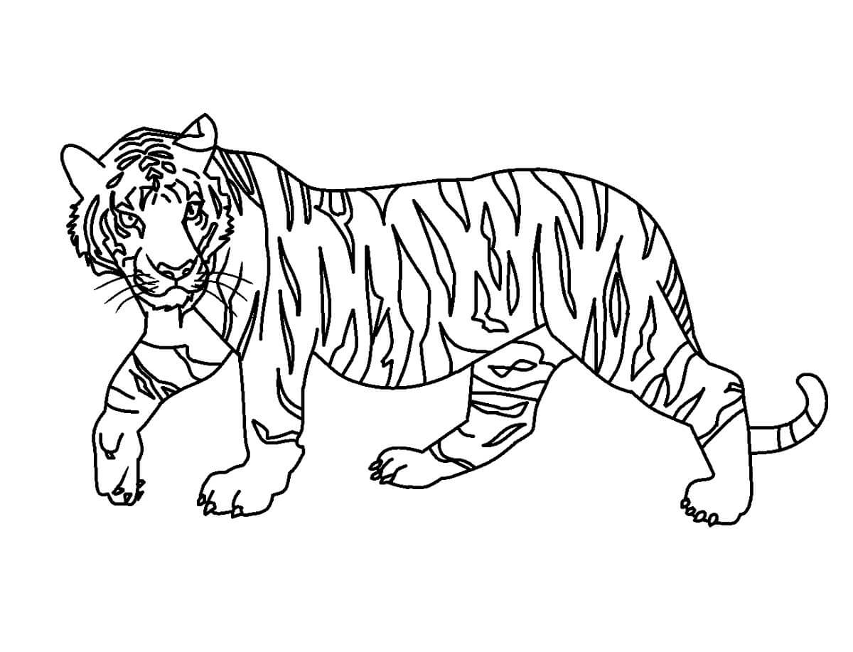 Tigre Sencillo
