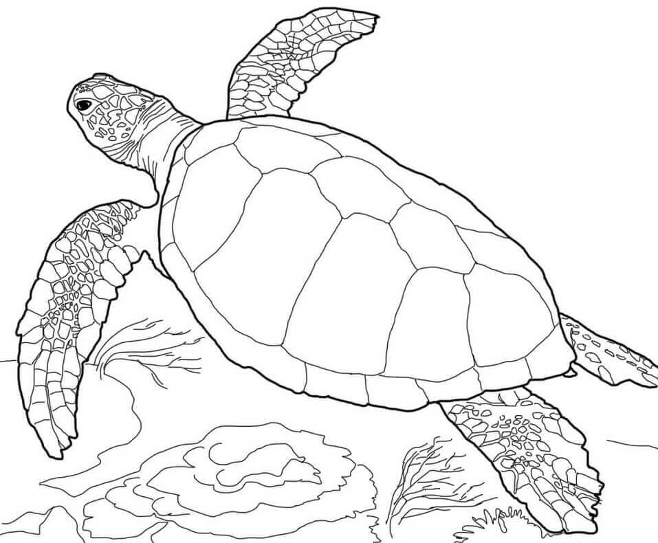 Tortuga Boba