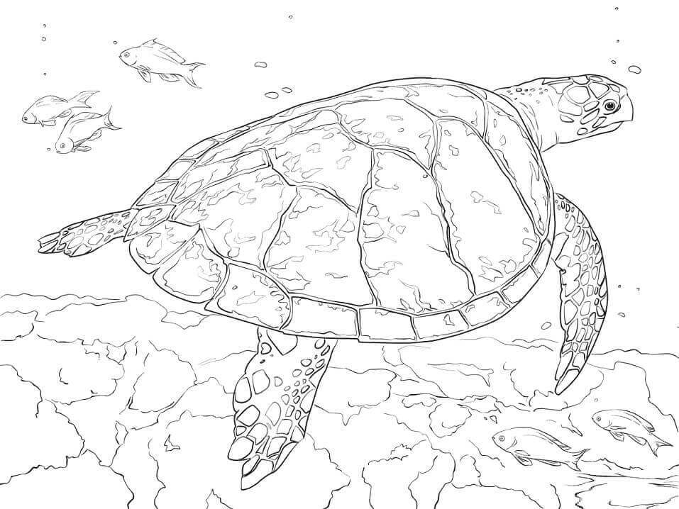 Tortuga Carey