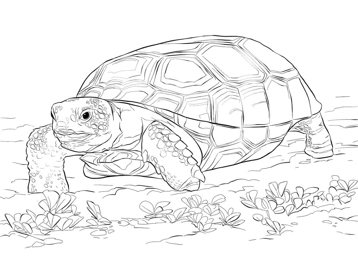 Tortuga del Zoologico