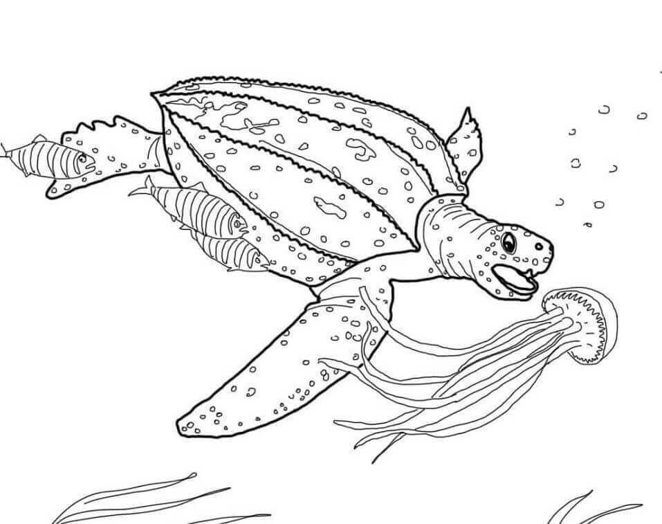 Tortuga Laúd