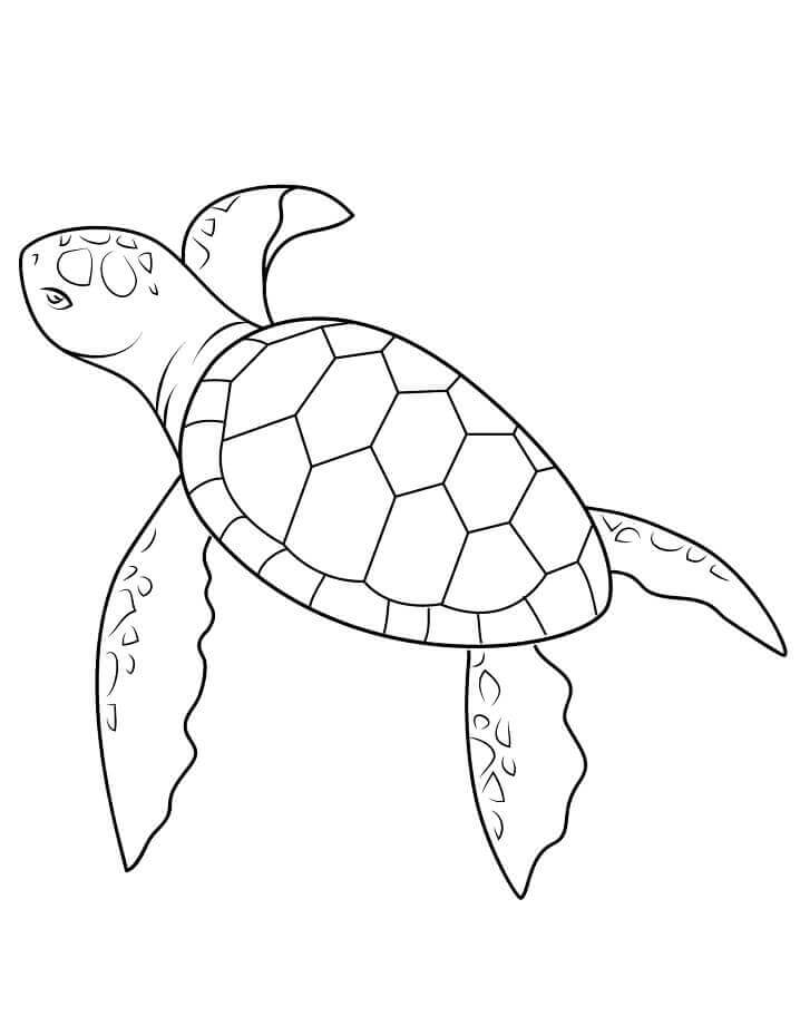 Tortuga Marina Bebé
