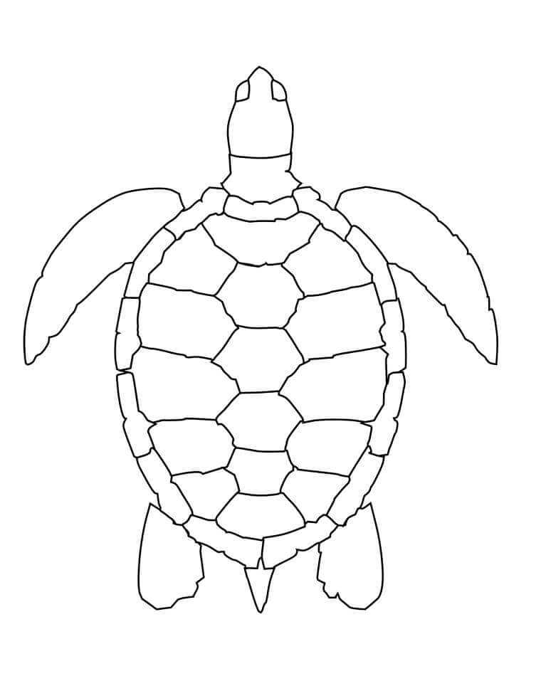 Tortuga Marina Simple