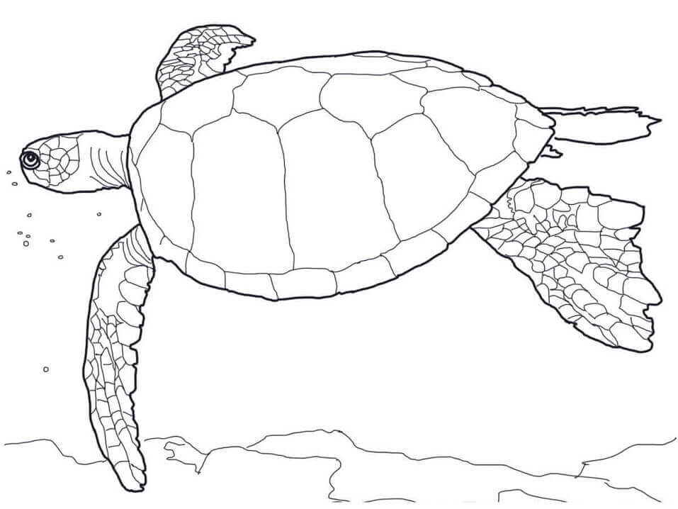 Tortuga Verde Hawaiana