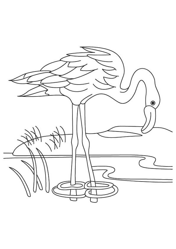 Un Flamenco Bebiendo Agua