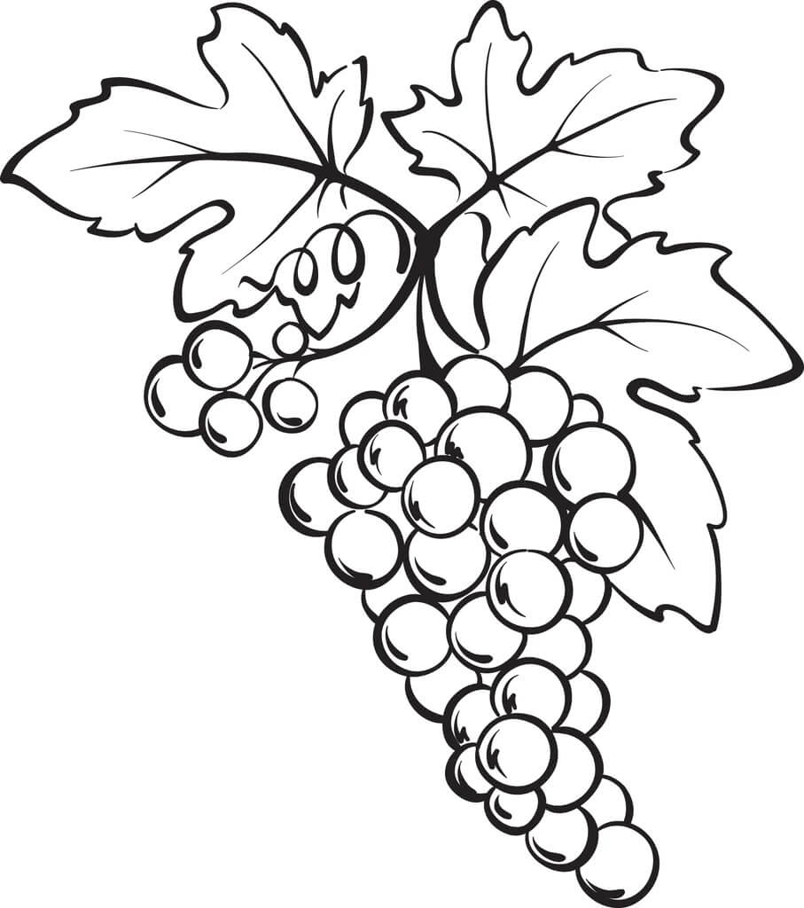Un Racimo de Uvas