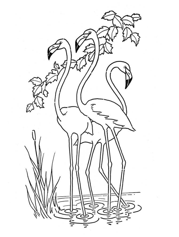 Una Bandada de Flamencos