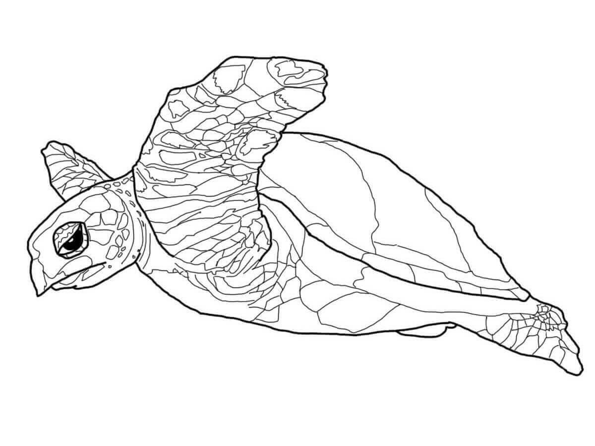 Una Tortuga Carey