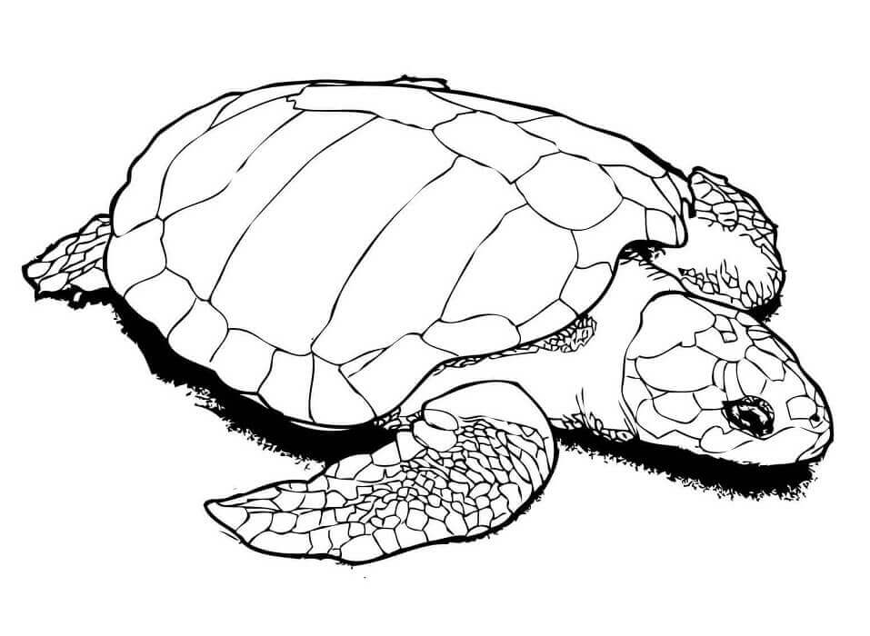 Una Tortuga Golfina