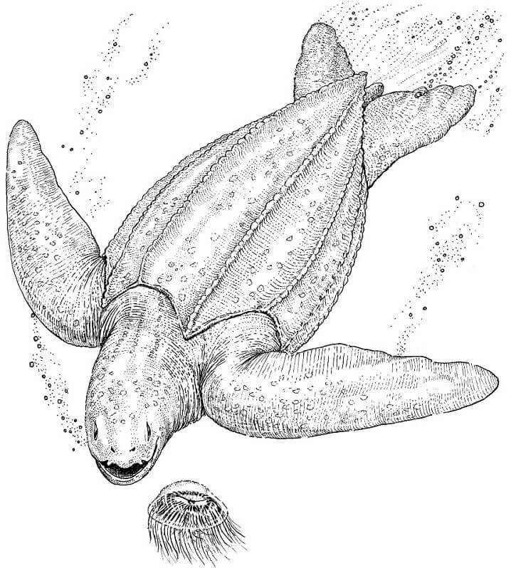 Una Tortuga Laúd