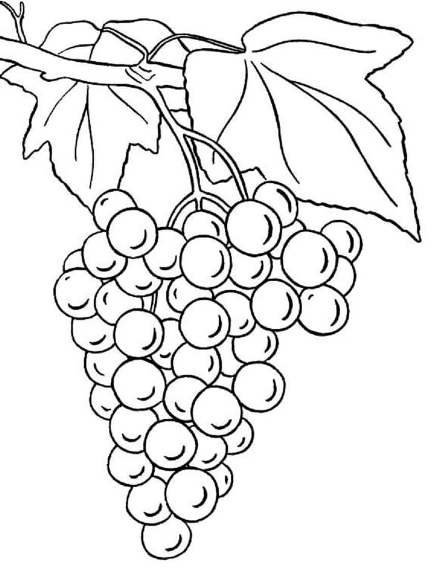 Uvas con Hojas
