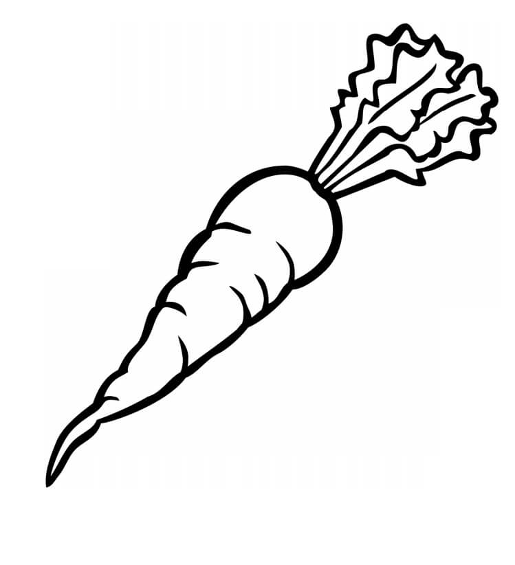 Zanahoria