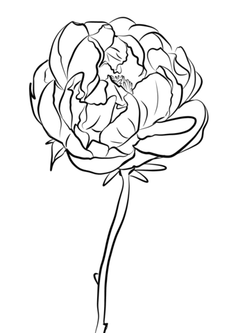 1527064086_peony-coloring-page_1