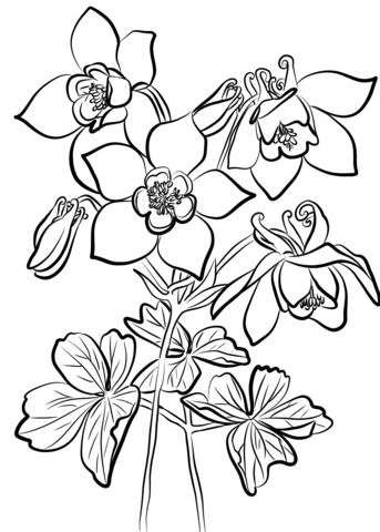 1527065846_fan-columbine-coloring-page_(1)