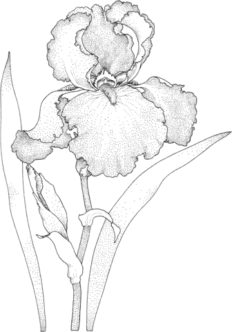 1527067097_iris-blossom-coloring-page