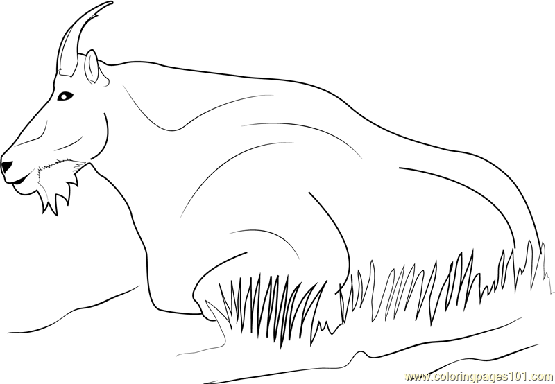 1531880200_mountain-goat-relaxing-a4