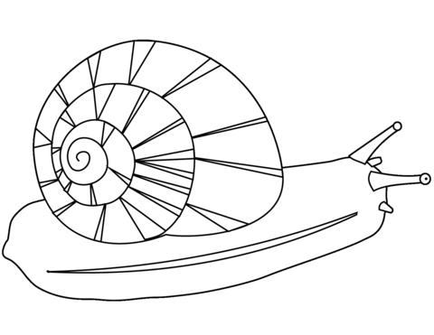 1559549006_a-snail-a4