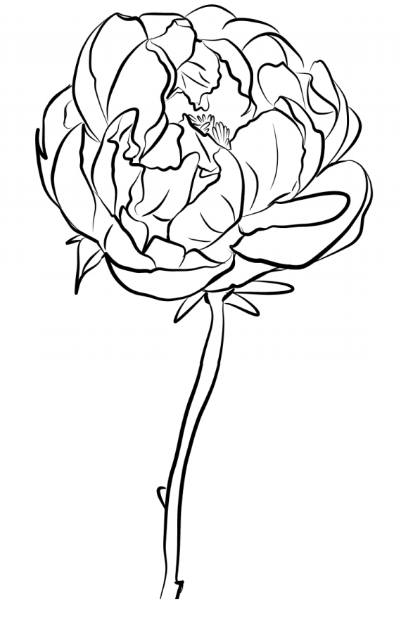 1559958612_a-peony