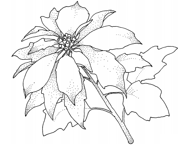 1559959717_poinsettia