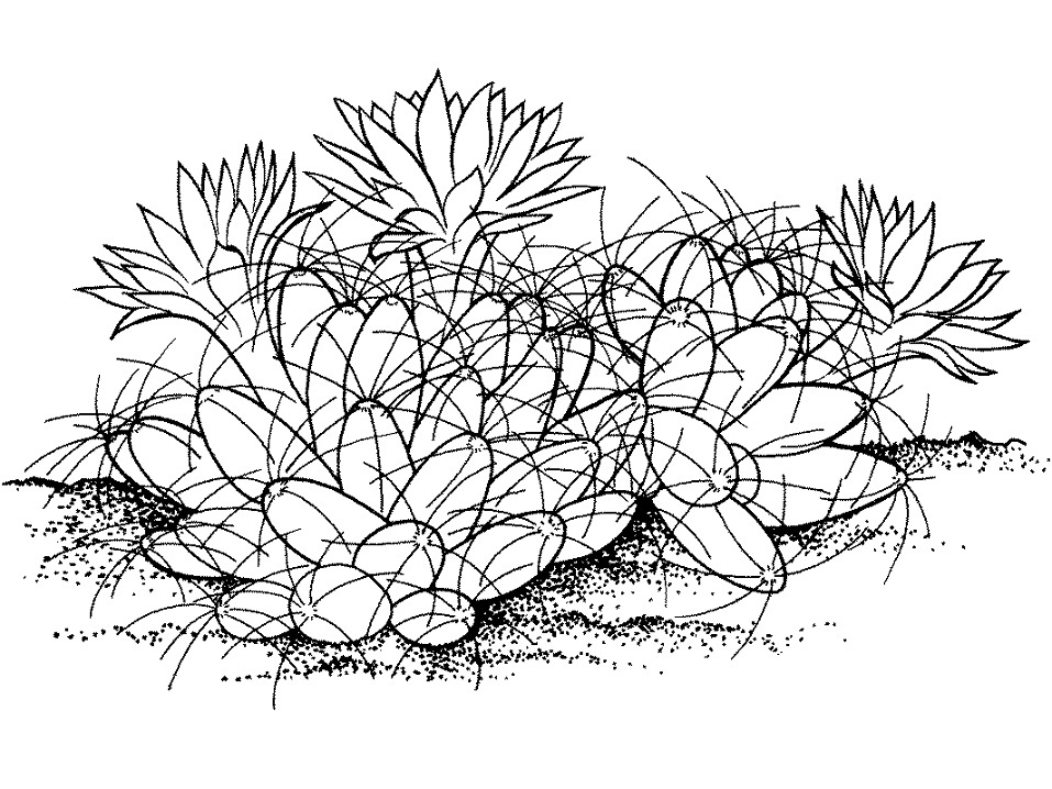 1595811087_nipple-cactus-coloring-page