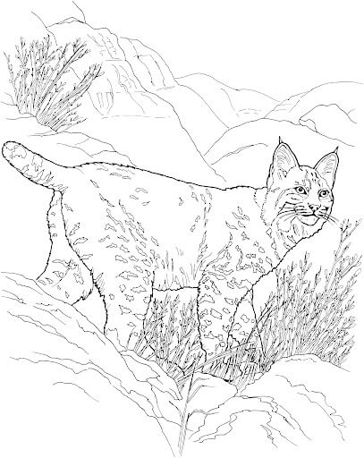Adorable Lince