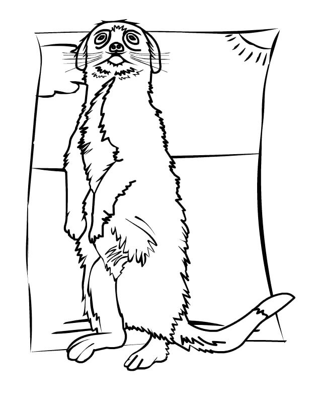 Agradable Suricata
