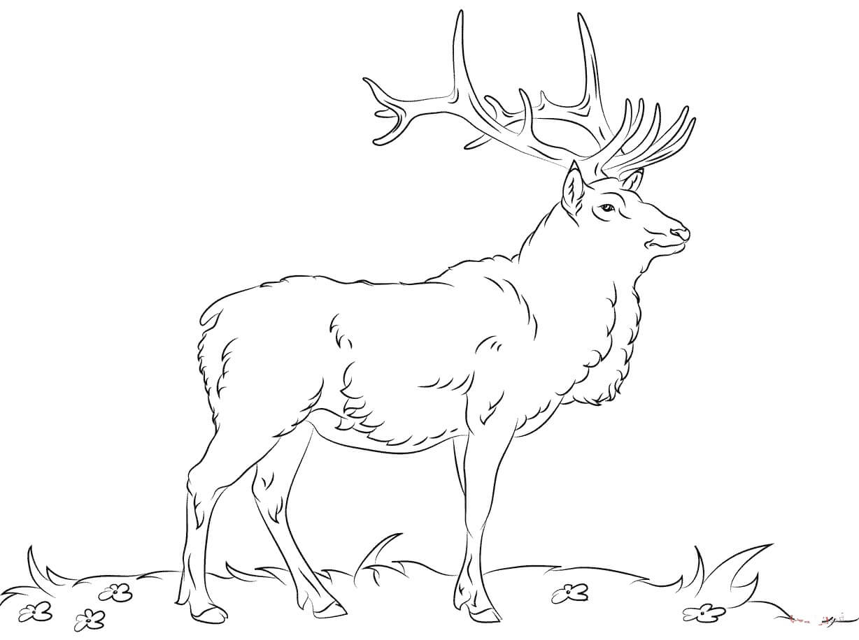 Alces Norteamericanos