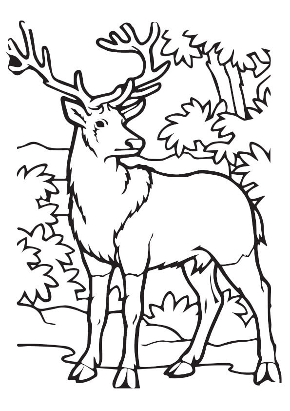 Alces en la Jungla