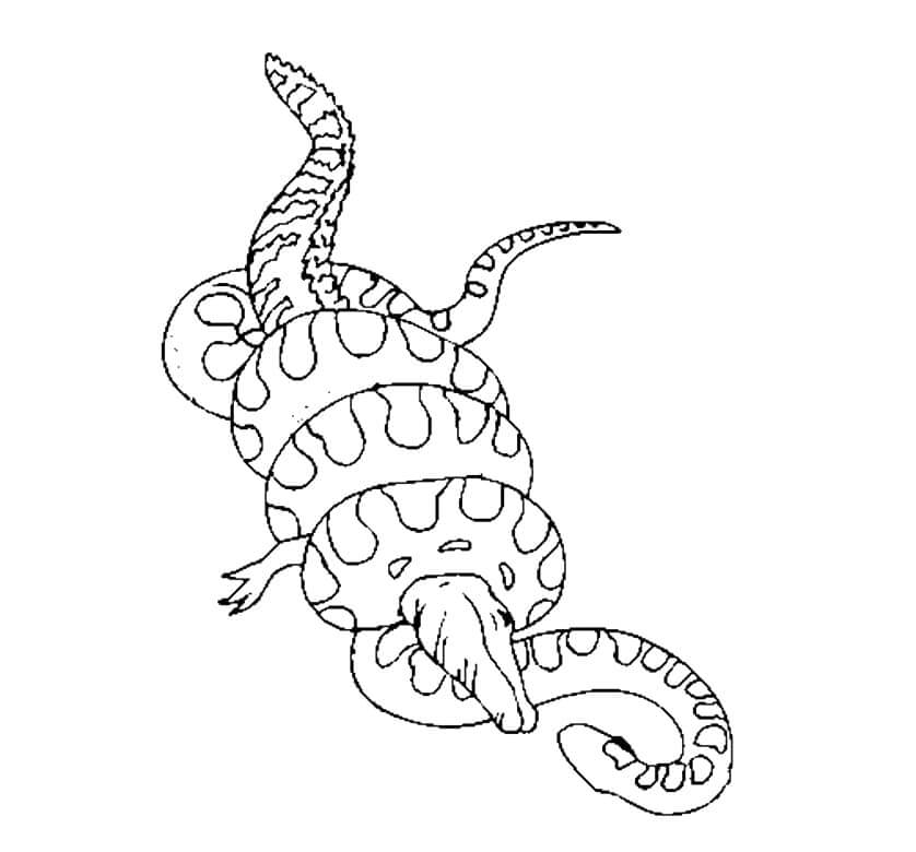 Anaconda contra Cocodrilo