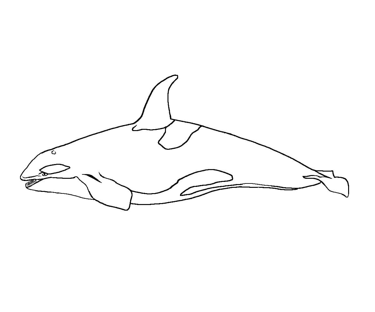 Ballena Asombrosa