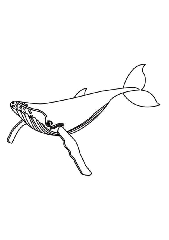 Ballena Azul