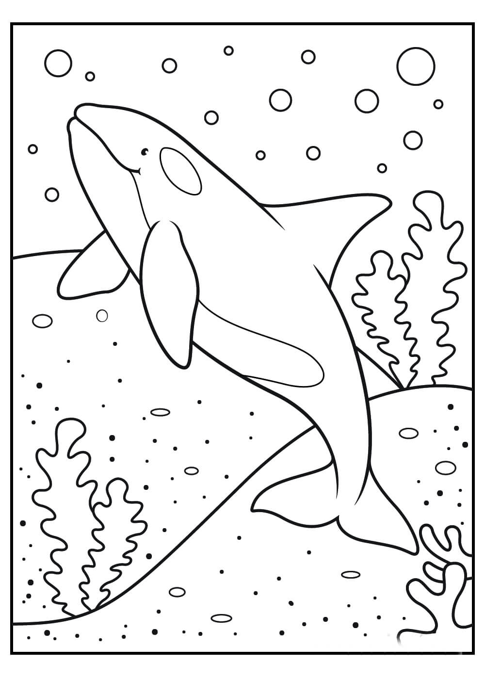 Ballena Básica