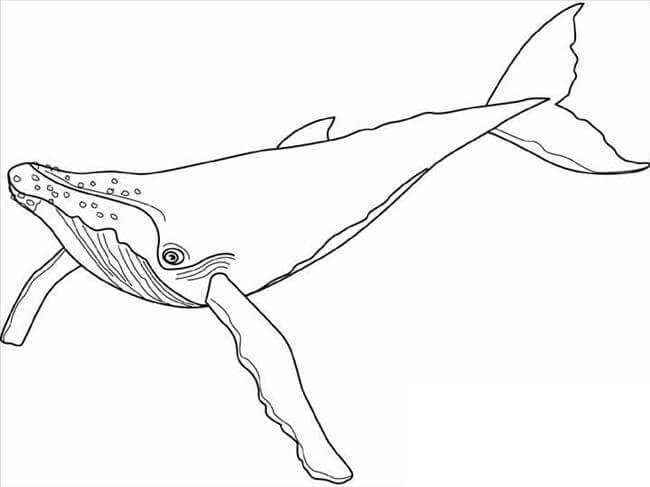 Ballena Jorobada