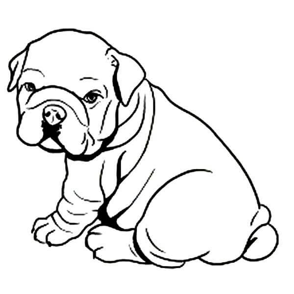 Bebé Bulldog Sentado