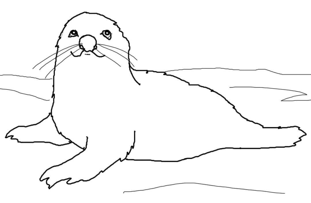 Bebé Foca Arpa