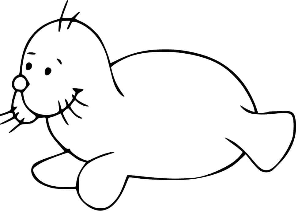 Bebé Foca Divertida