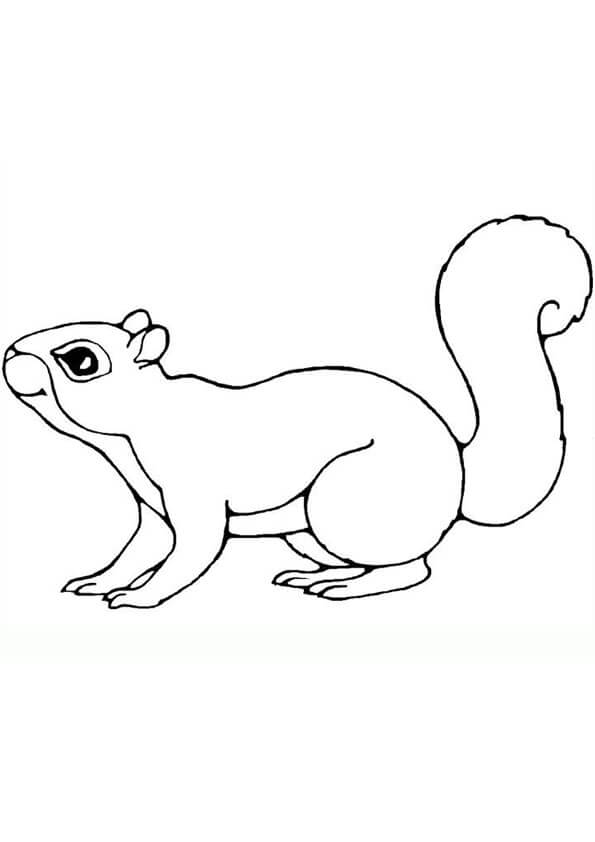Ardilla